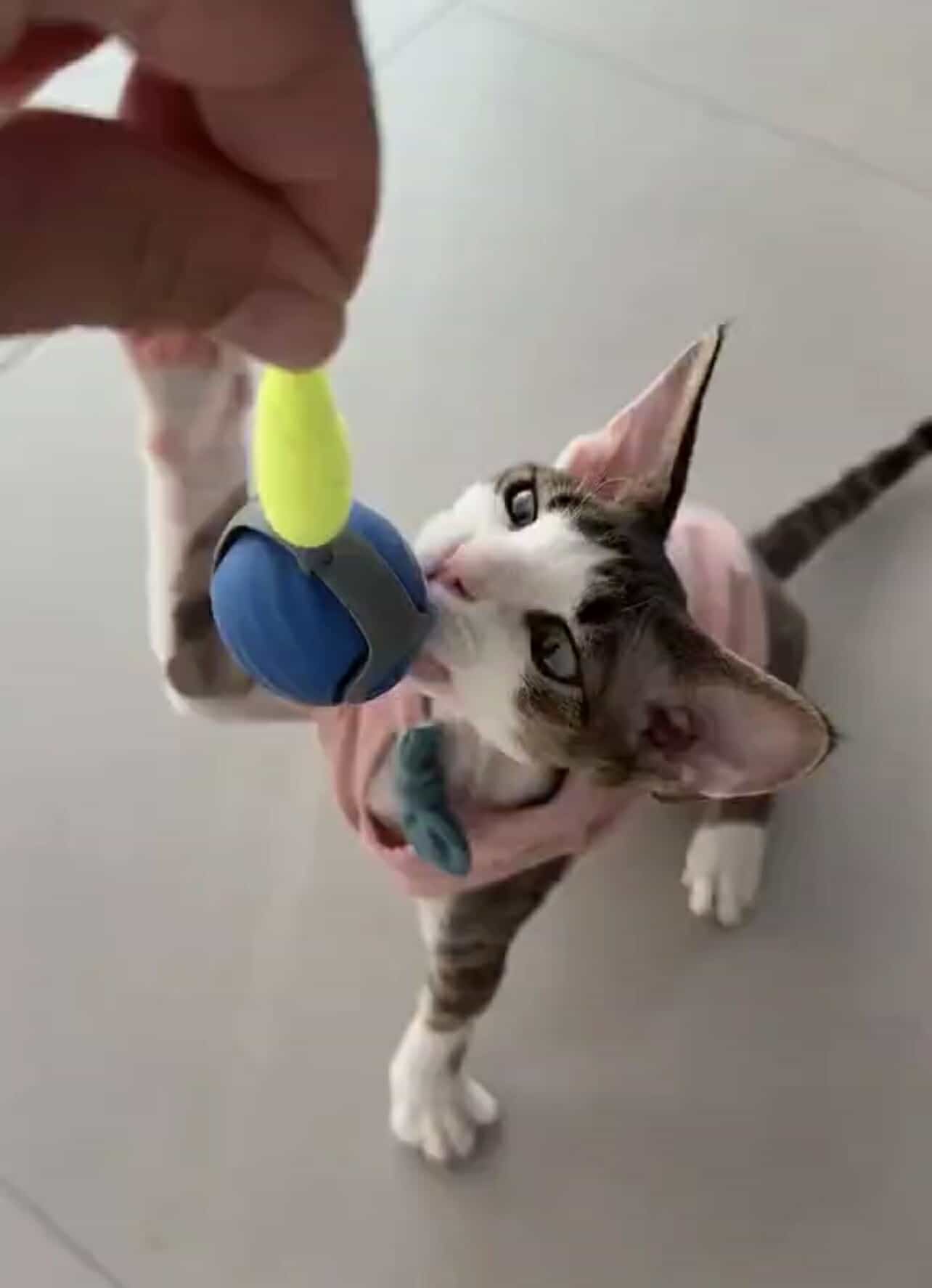 Kattenspeelgoed - Interactief