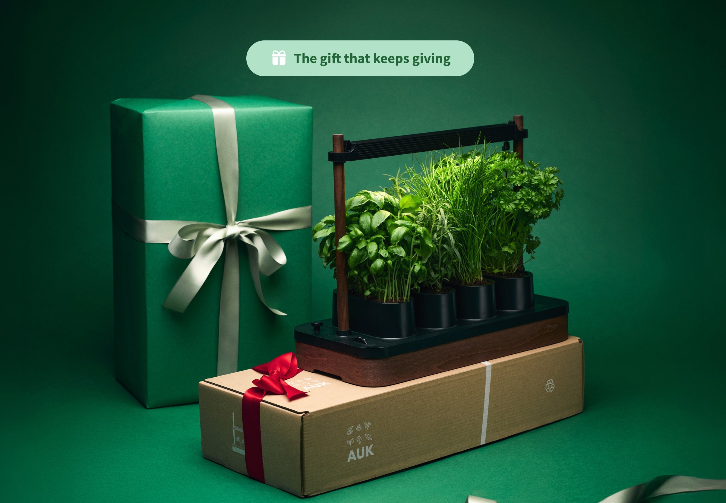 Auk Mini Bundle - modernized.nl