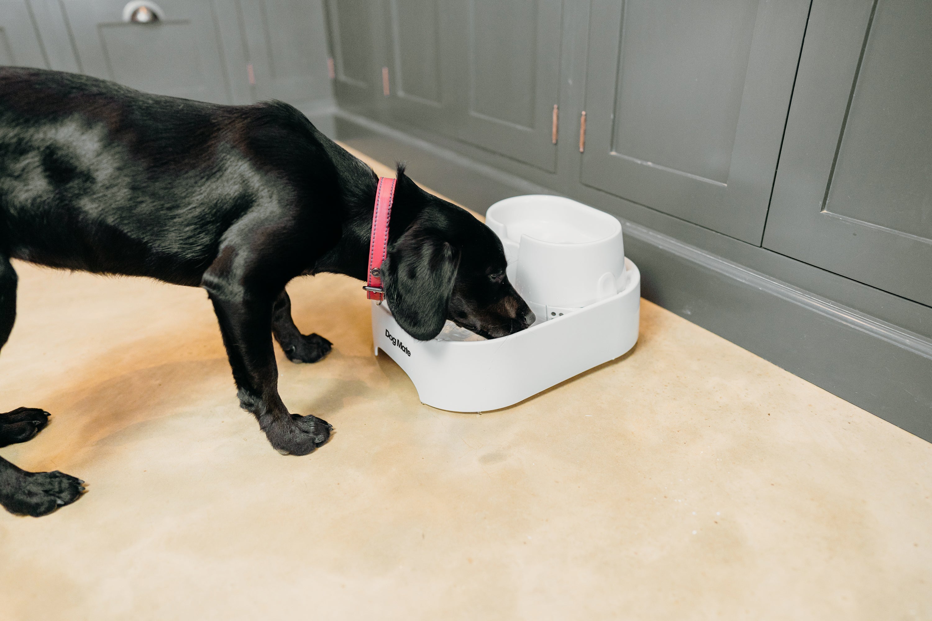 Spacious Two-Tiered 6-Litre Pet Water Fountain β Elegant White (Model 385E) - modernized.nl