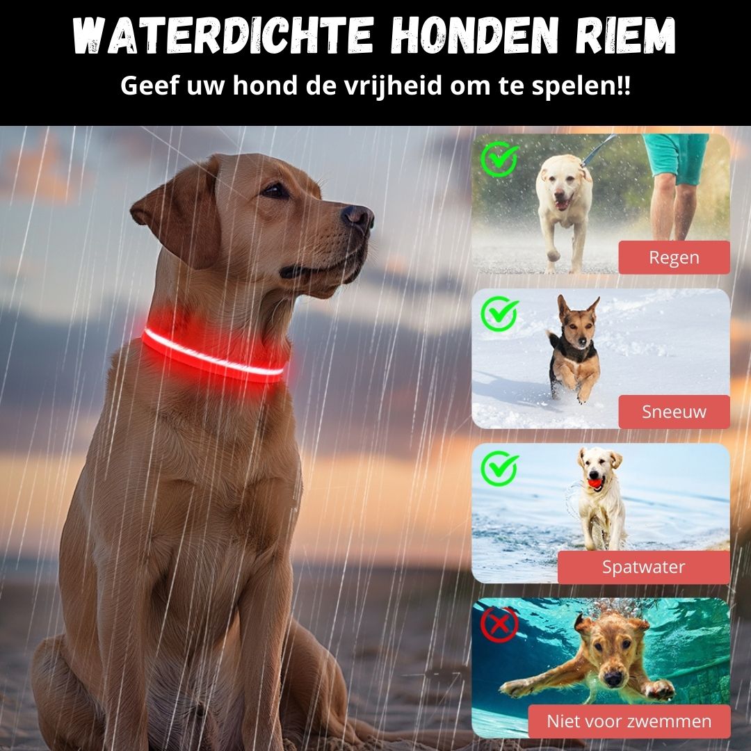 GlowGuard Lichtgevende LED Hondenhalsband | Zwart
