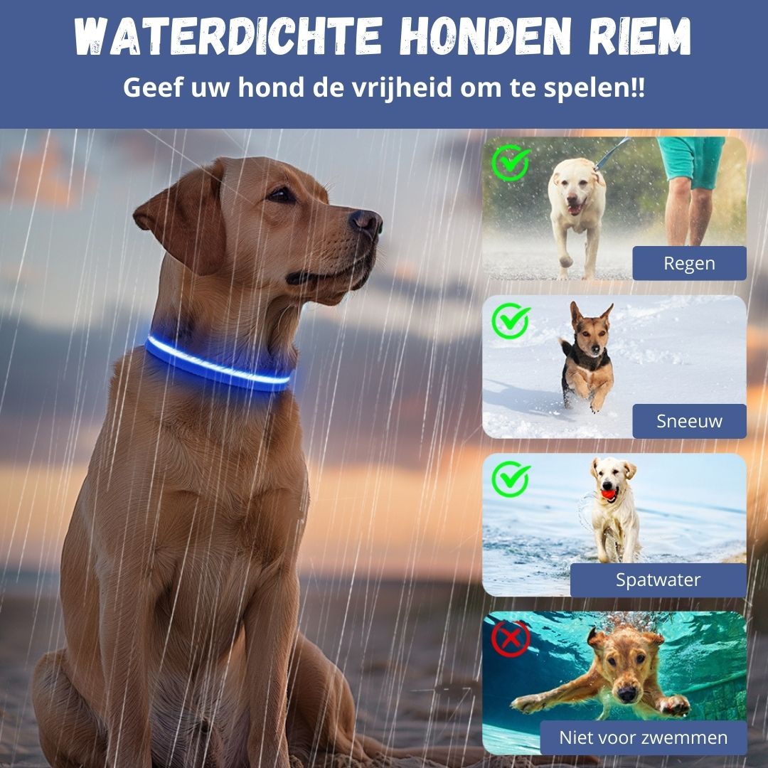 GlowGuard LED verlichte Hondenhalsband | Blauw