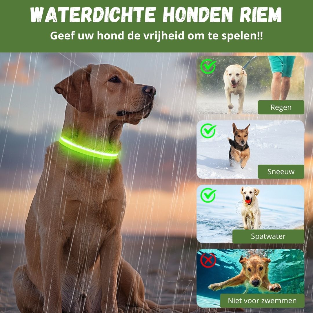 GlowGuard LED Hondenhalsband | Groen