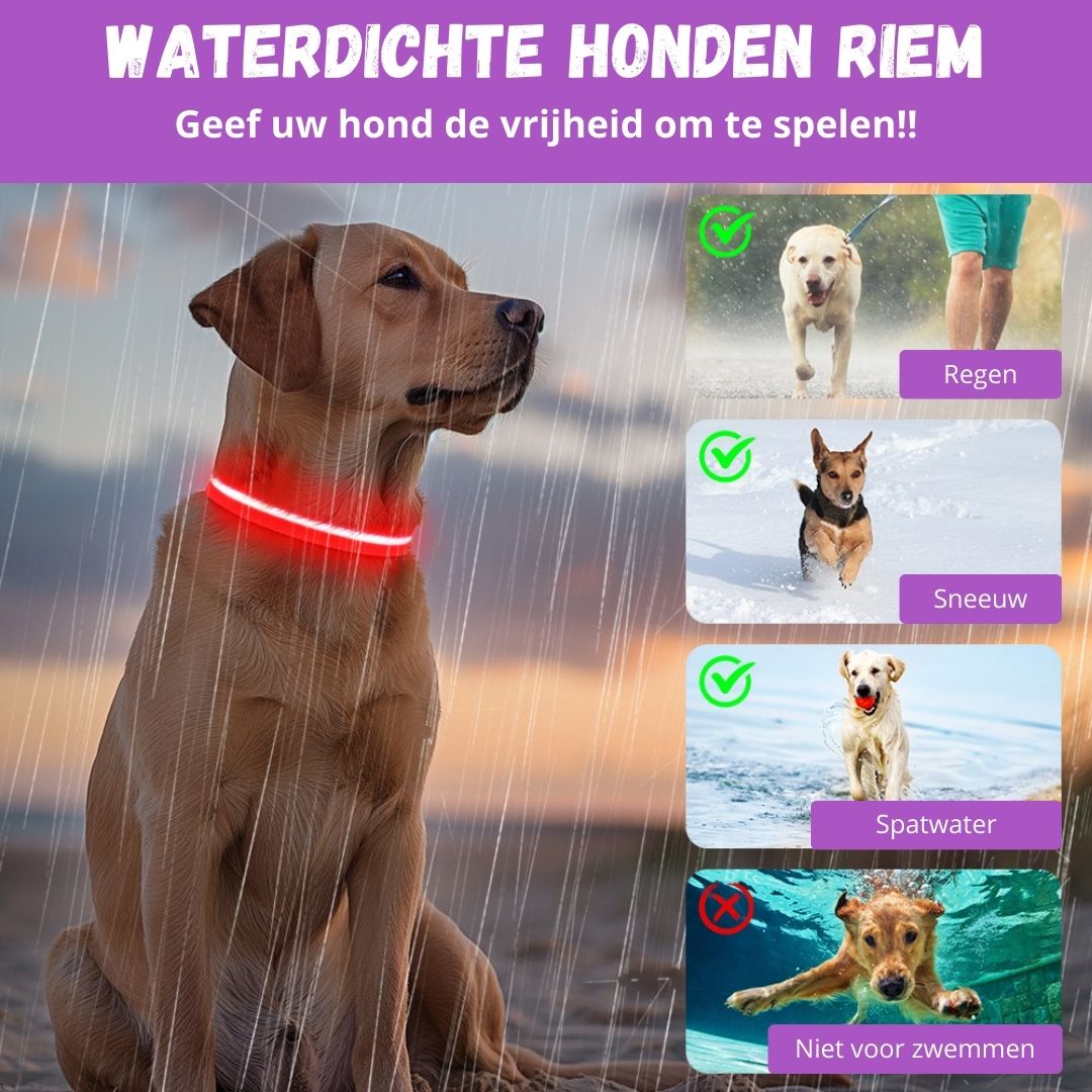 GlowGuard LED Hondenhalsband | Paars