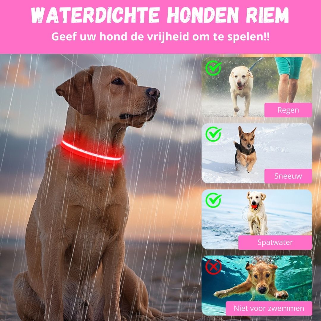 GlowGuard LED verlichte Hondenhalsband hond | Roze