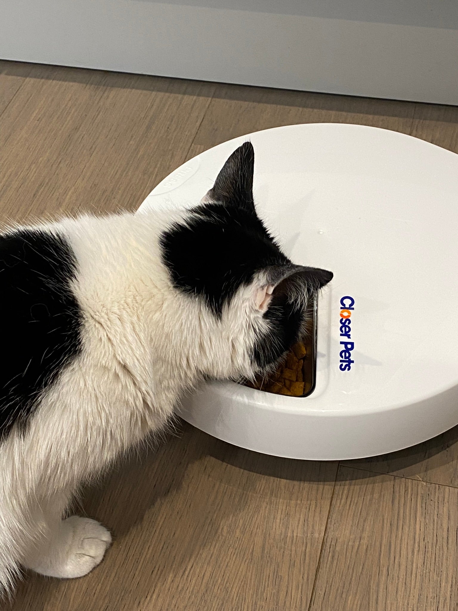 Closer Pets Five-Meal Automatic Pet Feeder with Stainless Steel Bowl Inserts (C500) - modernized.nl