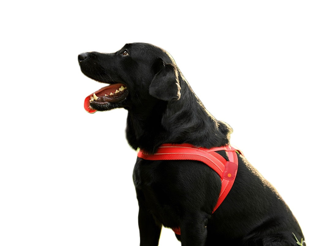 GlowGuard LED verlichte Hondenharnas | Rood