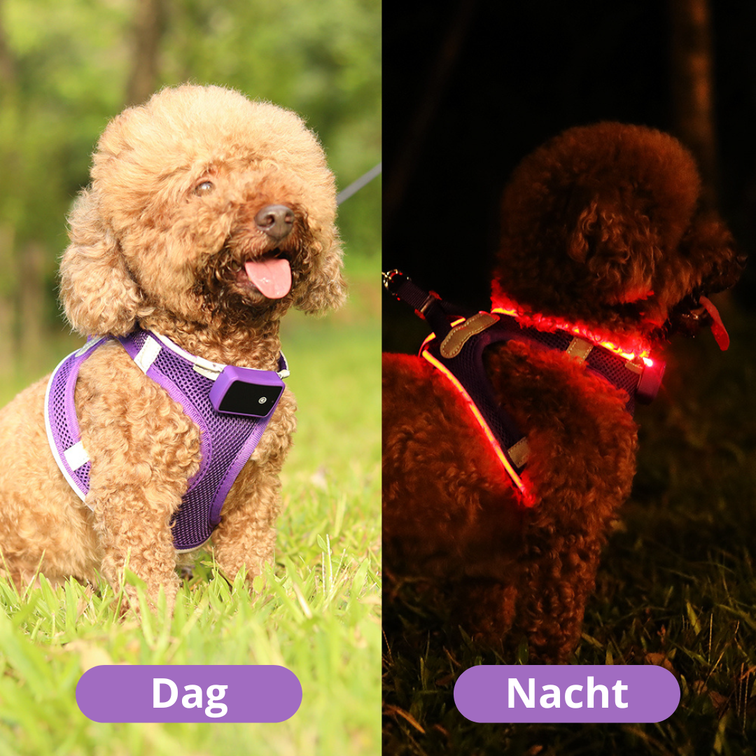 GlowGuard LED verlichte Hondenharnas voor kleine honden | Paars