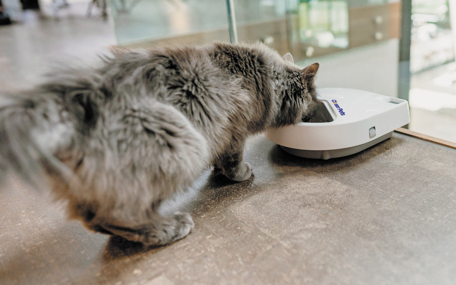 Three-meal Automatic Pet Feeder with Digital Timer (C300) - modernized.nl