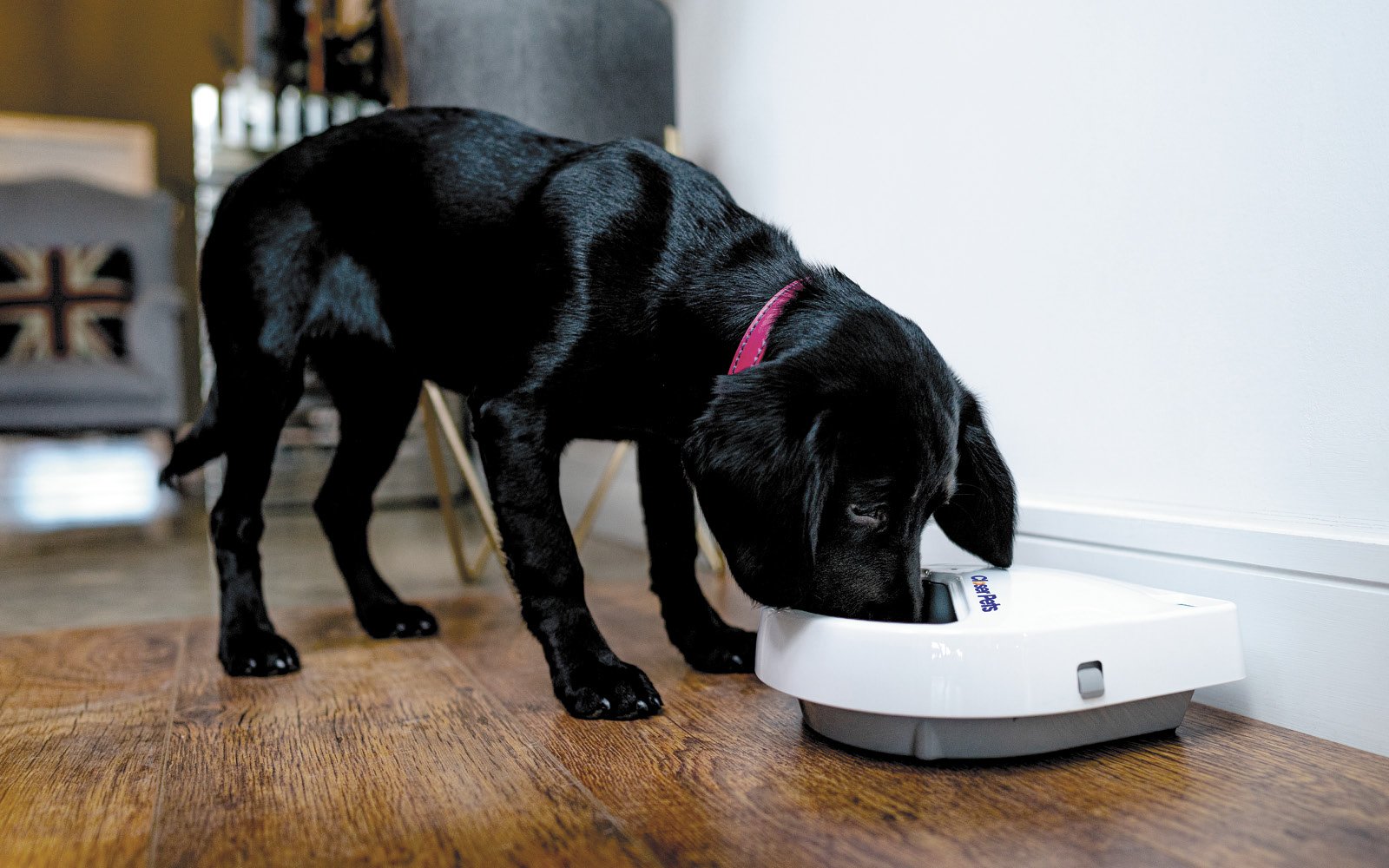Three-meal Automatic Pet Feeder with Digital Timer (C300) - modernized.nl