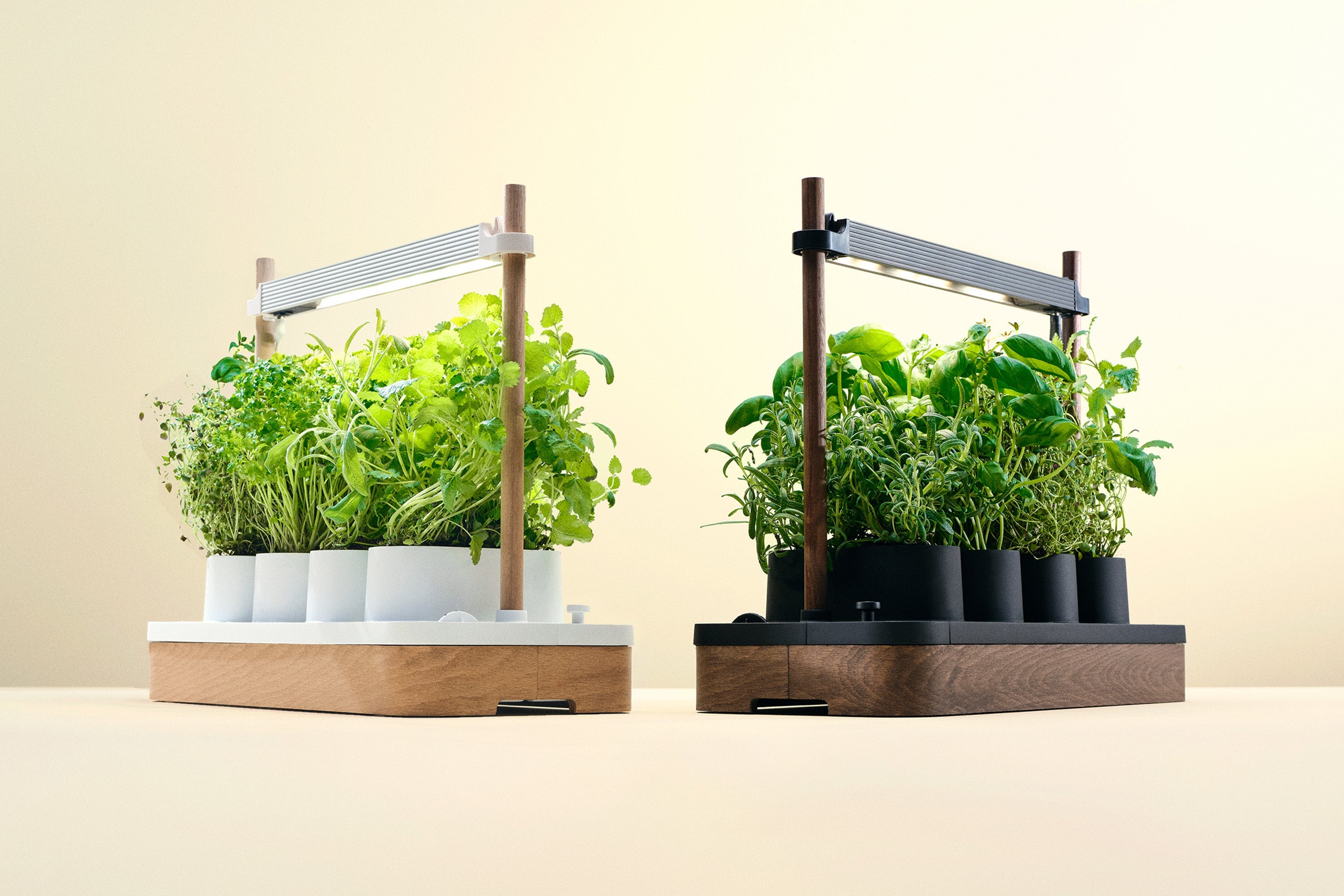 Auk Mini Bundle - modernized.nl