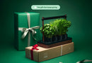 Auk Mini Bundle - modernized.nl