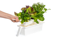 The Ultimate Click & Grow 25: Your Smart Indoor Garden Solution - modernized.nl