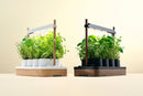 Auk Mini Bundle - modernized.nl