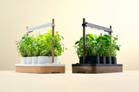 Auk Mini Bundle - modernized.nl