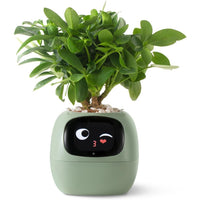 Interactieve Slimme Ivy Bloempot