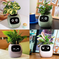 Interactieve Slimme Ivy Bloempot