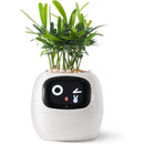 Interactieve Slimme Ivy Bloempot